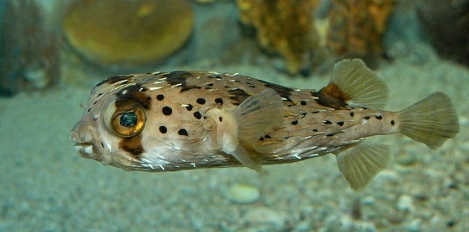 рыба шар аквариумная