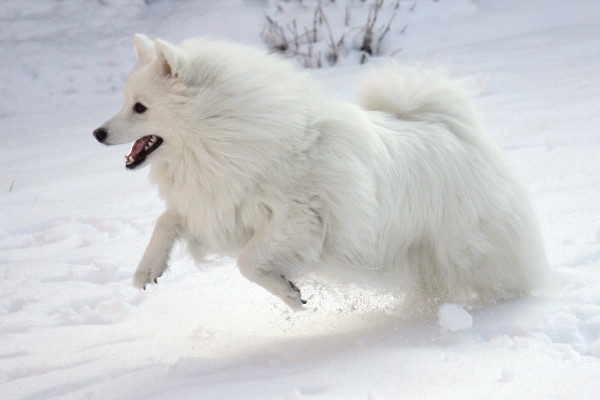 американская эскимосская собака