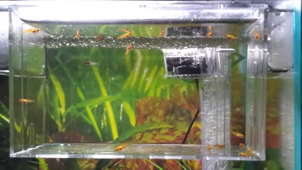 барбус суматранский размножение