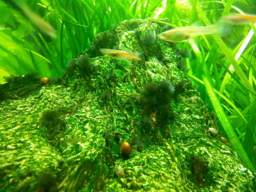 средство от водорослей в аквариуме