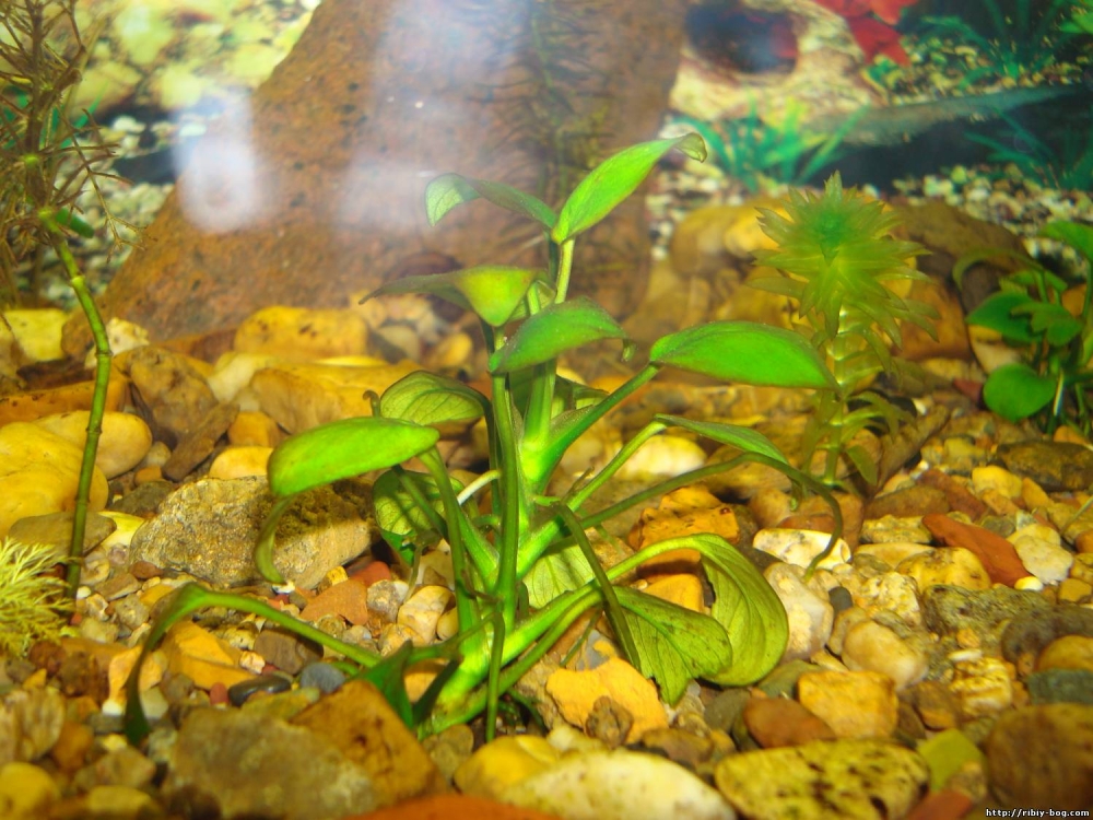 диатомовые водоросли в аквариуме