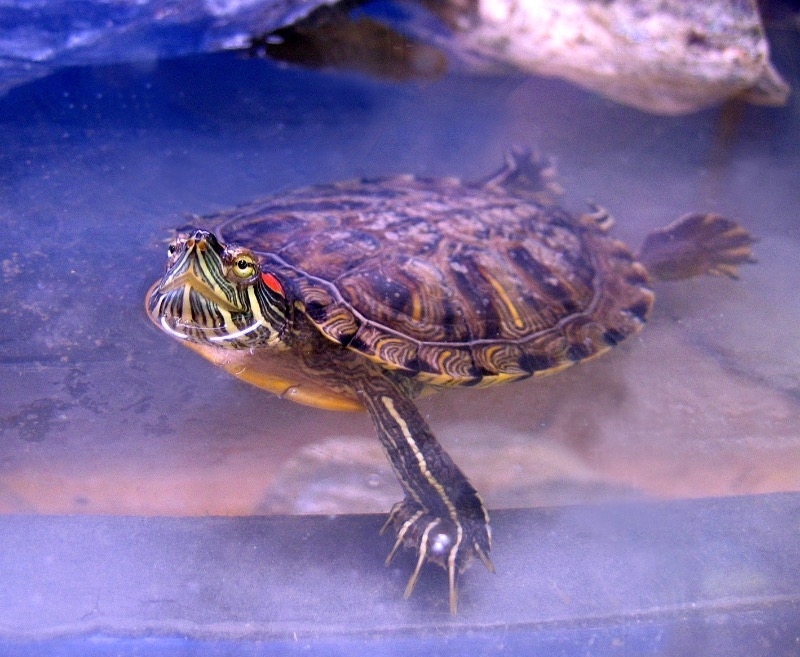 водоплавающие черепахи в домашних условиях