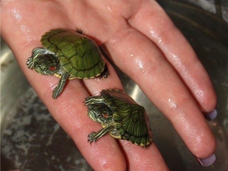 водные черепахи