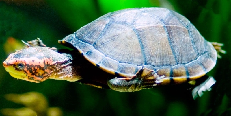 водоплавающие черепахи в домашних условиях