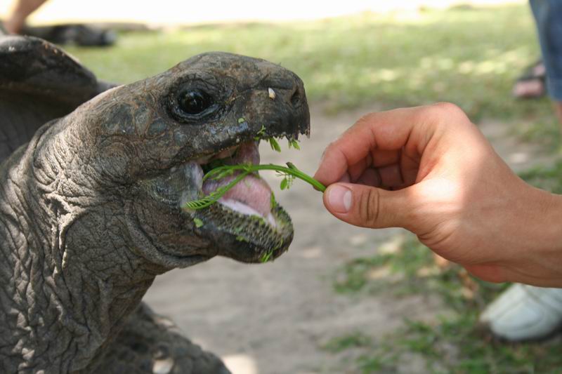 кормить черепаху в аквариуме