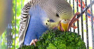 что едят попугаи