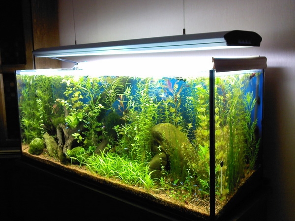устройство аквариума для рыб