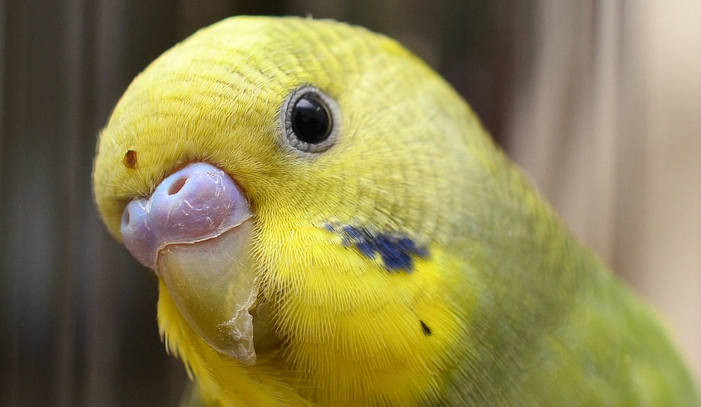 как определить возраст волнистого попугая