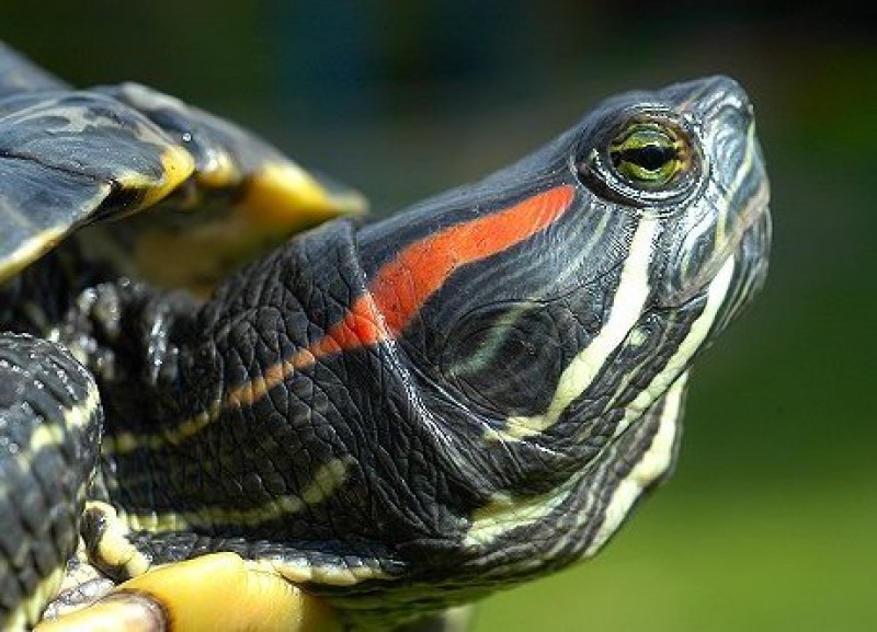 максимальная скорость красноухой черепахи