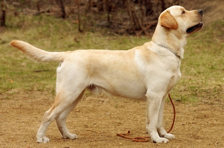 лабрадор размеры взрослой собаки