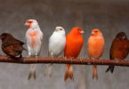 певчие птицы