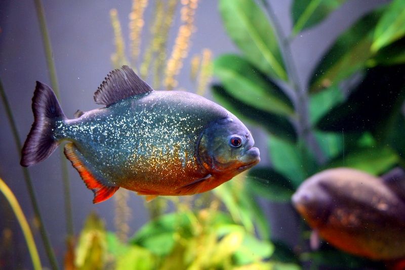 почему умирают рыбки в аквариуме