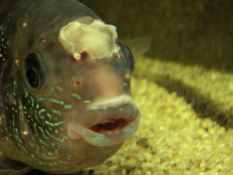 дохнут рыбы в аквариуме причины