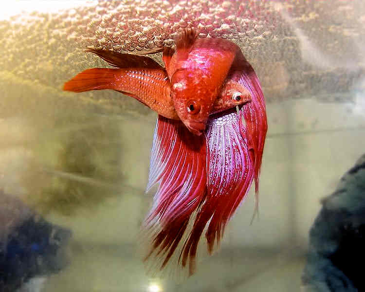 почему умирают рыбки в аквариуме