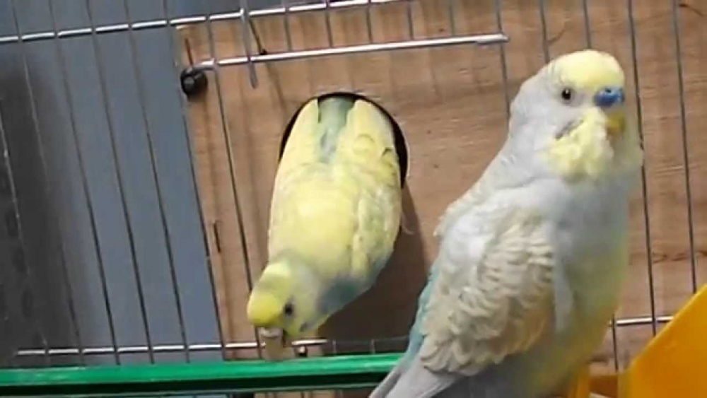 разведение волнистых попугаев в домашних условиях