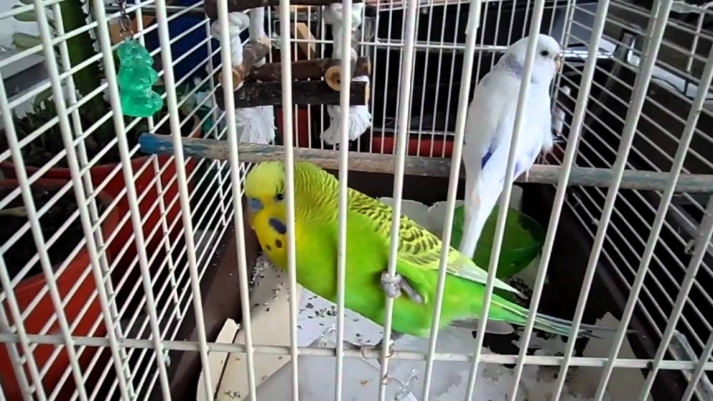 разведение волнистых попугаев в домашних условиях