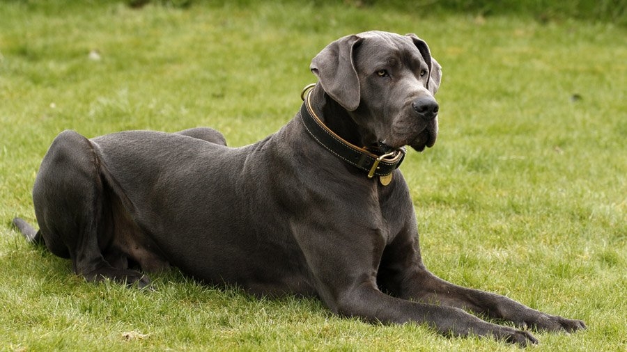 порода крупной собаки немецкий дог
