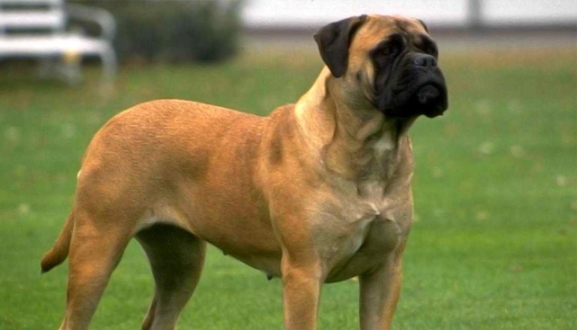 порода крупной собаки английский мастиф