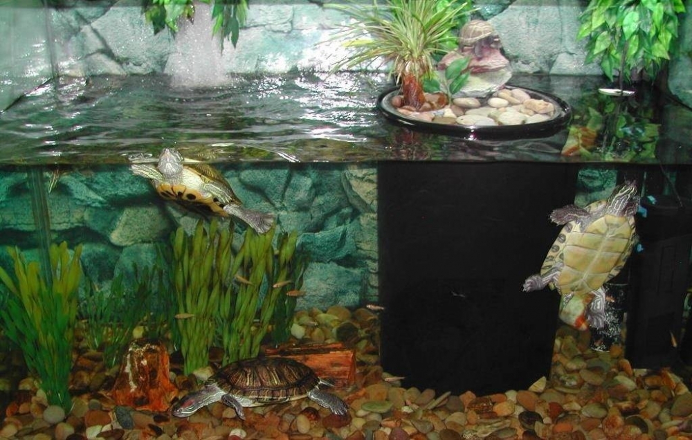 температура воды в аквариуме для рыбок