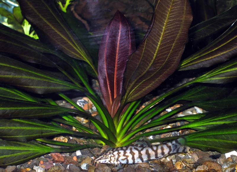 Эхинодорус озирис (Echinodorus osiris)