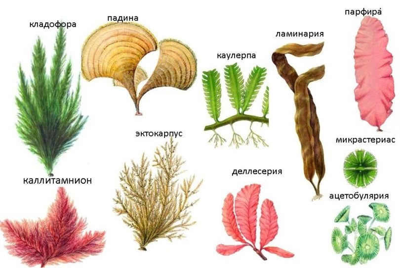 Какие водоросли бывают в аквариуме фото с названиями