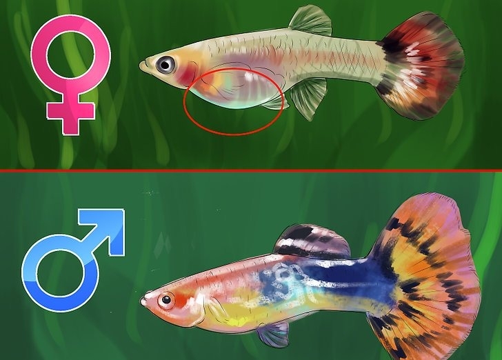 Как определить пол рыбки гуппи