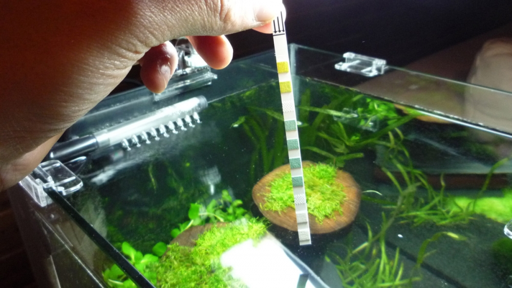 Aquarium Wasserwerte messen - PH, KH, GH, Nitrat und Nitrit mit JBL ...