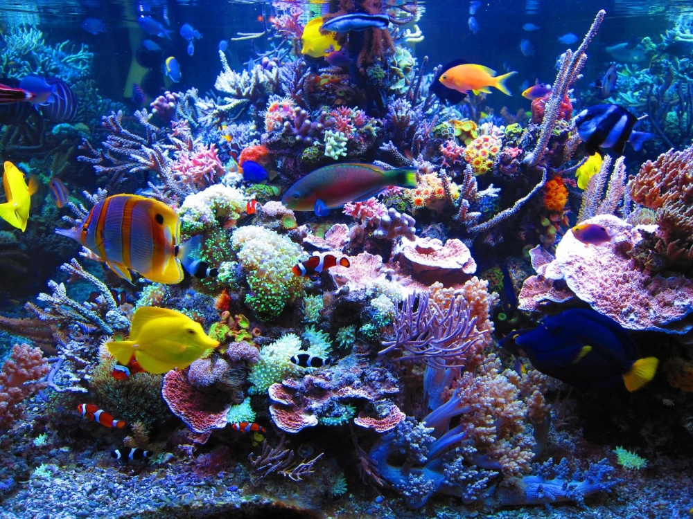 Морской аквариум у вас дома