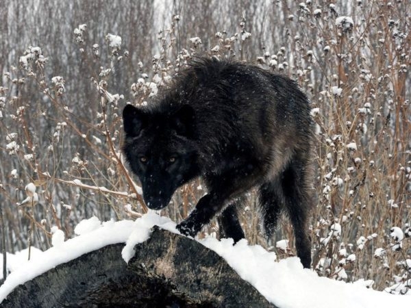 северная инуитская собака