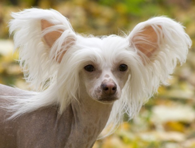 собака с человеческими волосами
