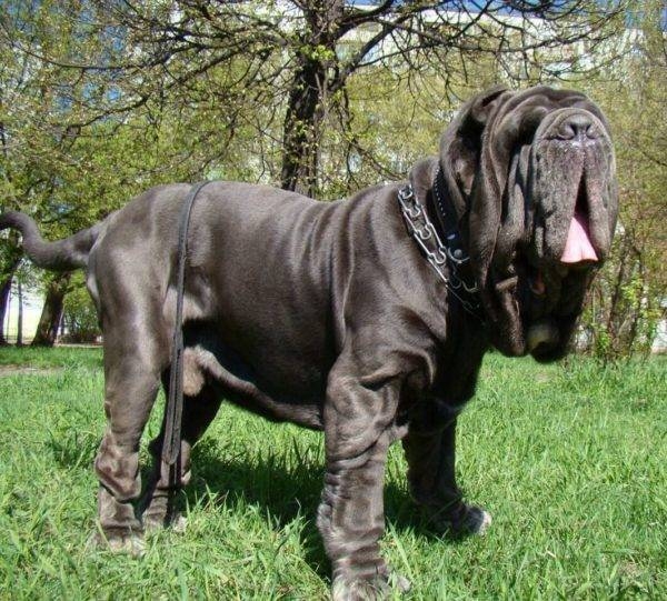 мастиф неаполитано фото самая большая собака