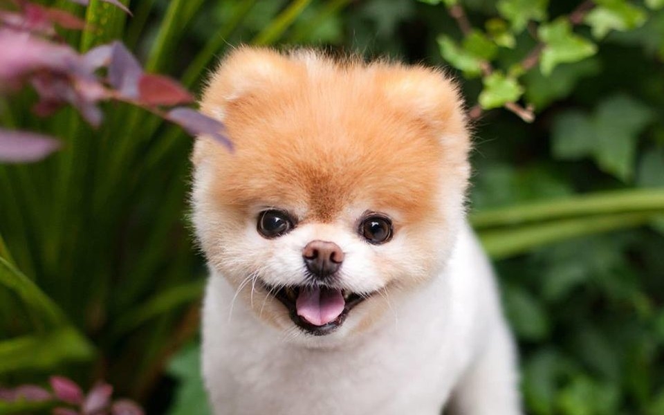 топ 1 самых красивых собак в мире