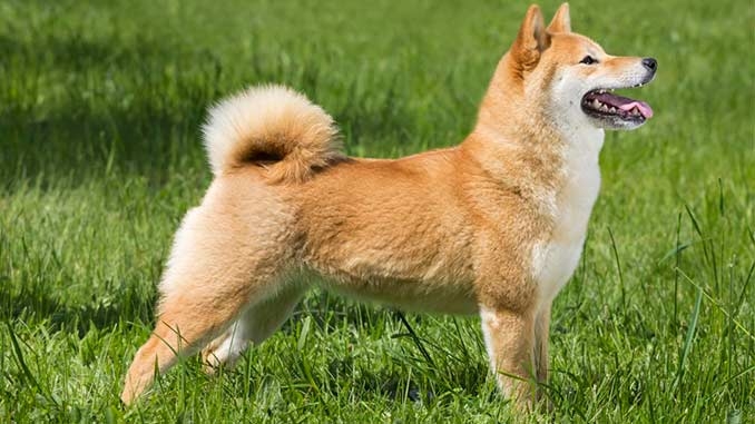 японская собака шиба ину