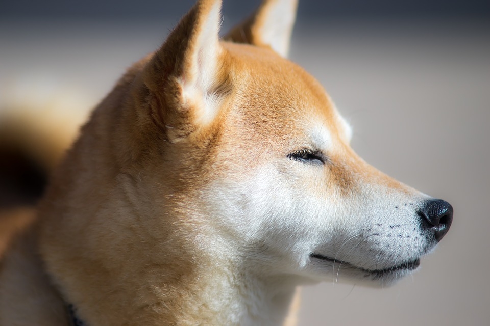 японская собака шиба ину