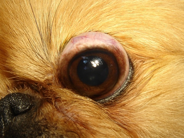Собаки с глазами на выкат порода