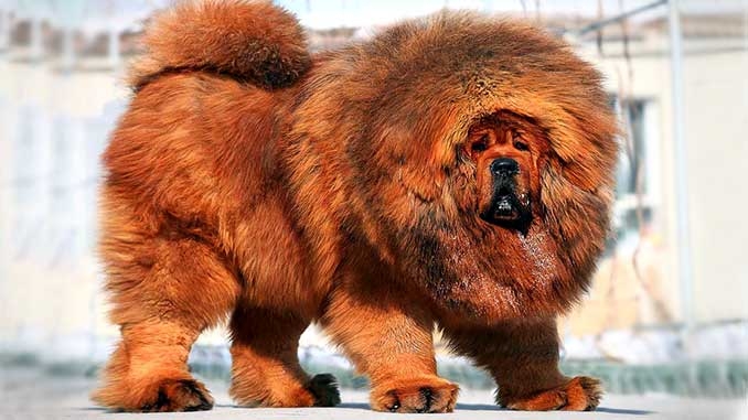 самая тяжелая собака в мире