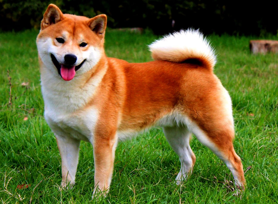 японские породы собак с фотографиями и названиями