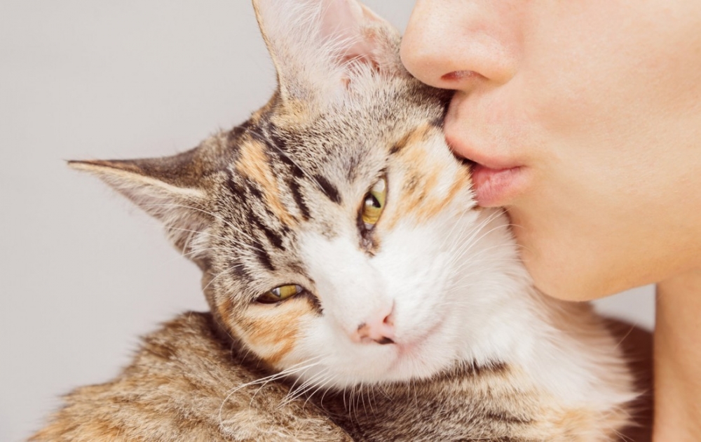 аллергия на еду у кошек