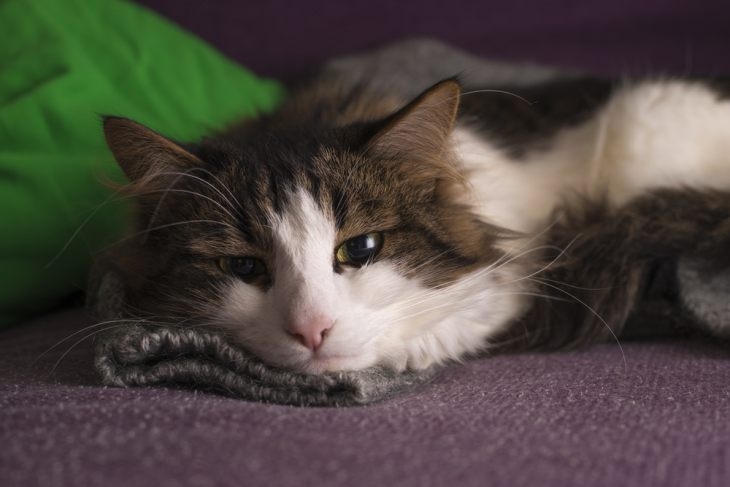 анемия у кошек симптомы и лечение