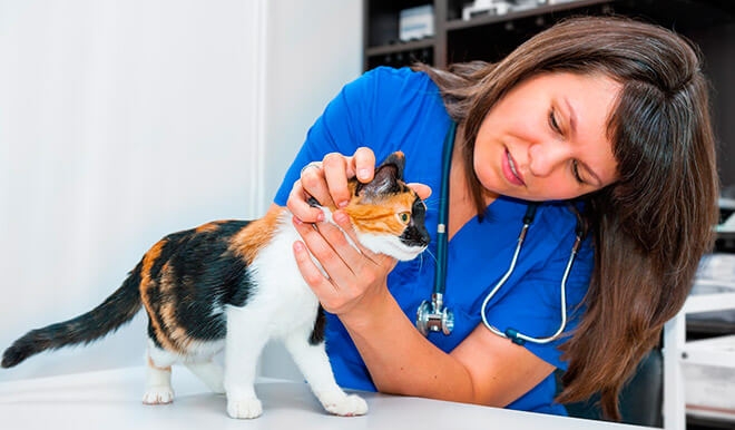 анемия у кошек симптомы и лечение