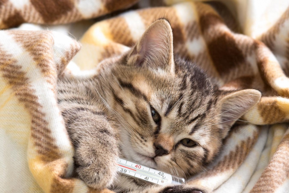 антибиотики для кошек при гнойных ранах