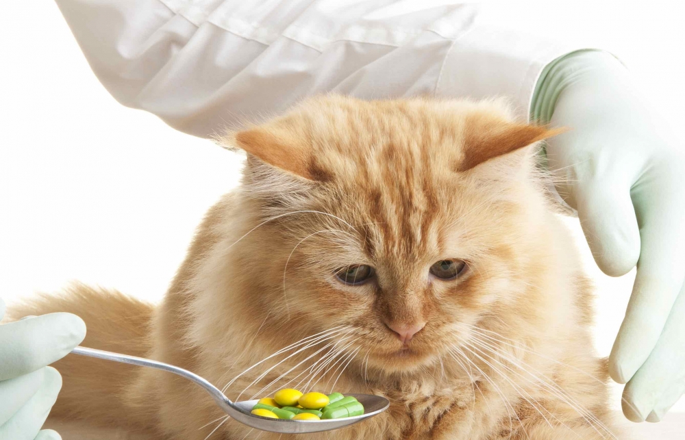 антибиотики для кошек при инфекции