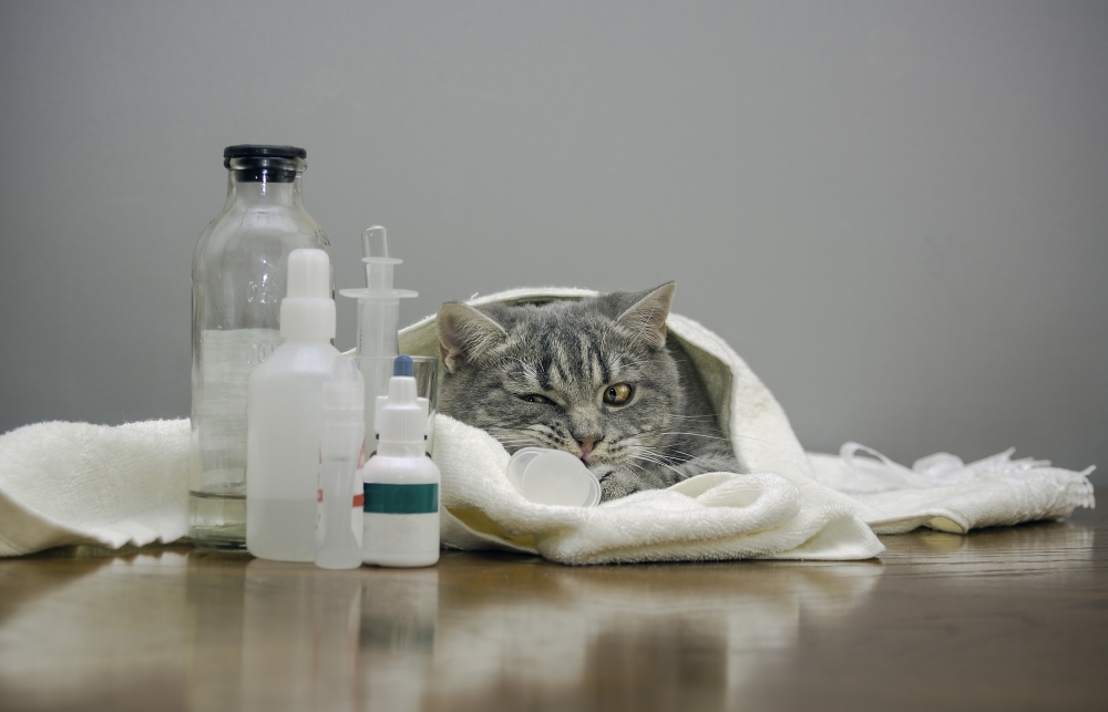 антибиотики для кошек