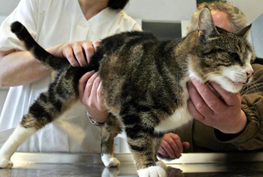 асцит у кошек лечение
