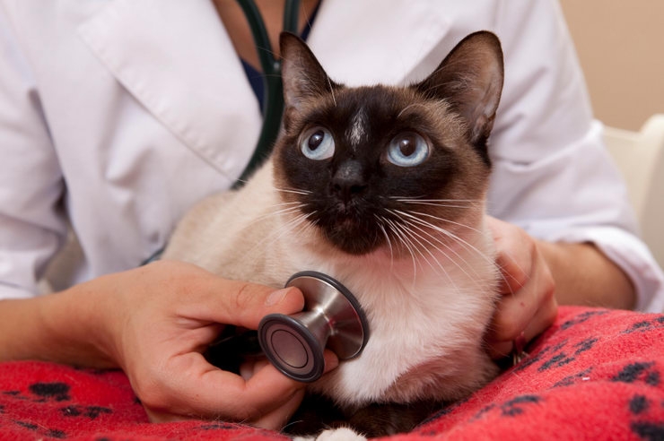астма у кошек симптомы лечение