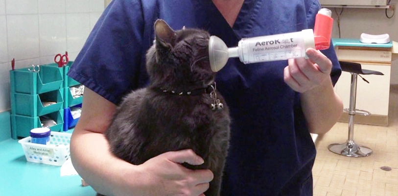 астма у кошек симптомы лечение