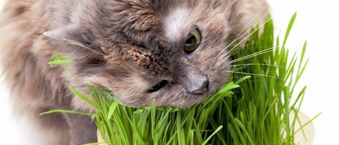 авитаминоз у кошек симптомы фото