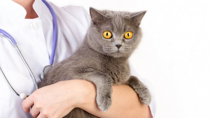 авитаминоз у кошек симптомы фото