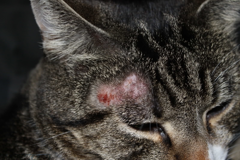 Блошиный дерматит у кошек 