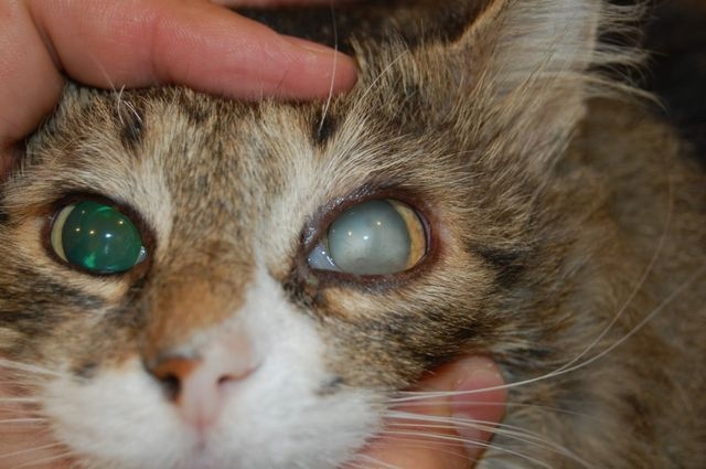 у кошки воспалился глаз чем лечить